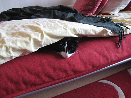 [Anni_petarin_alla.jpg]