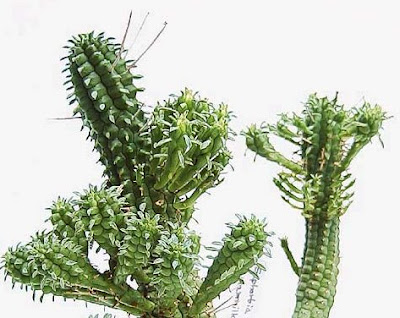 Euphorbia Mammillaris