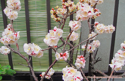 Sakura Bonsai on Sakura  Bonsai Sakura Cherry Blossom Tree