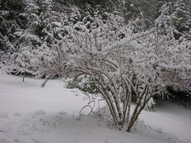 [Weigela+in+snow.jpg]