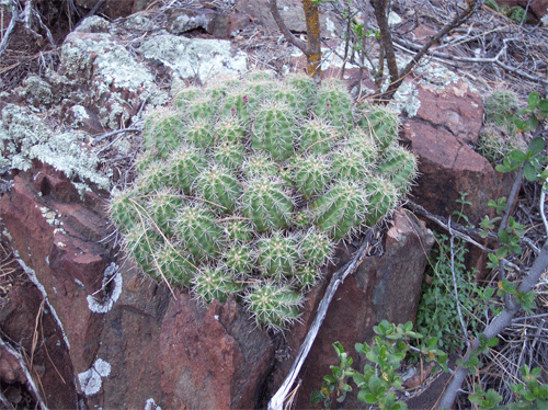 [Cactus-growing-out-of-a-roc.gif]