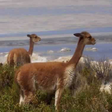 Animales del Norte: La Vicuña