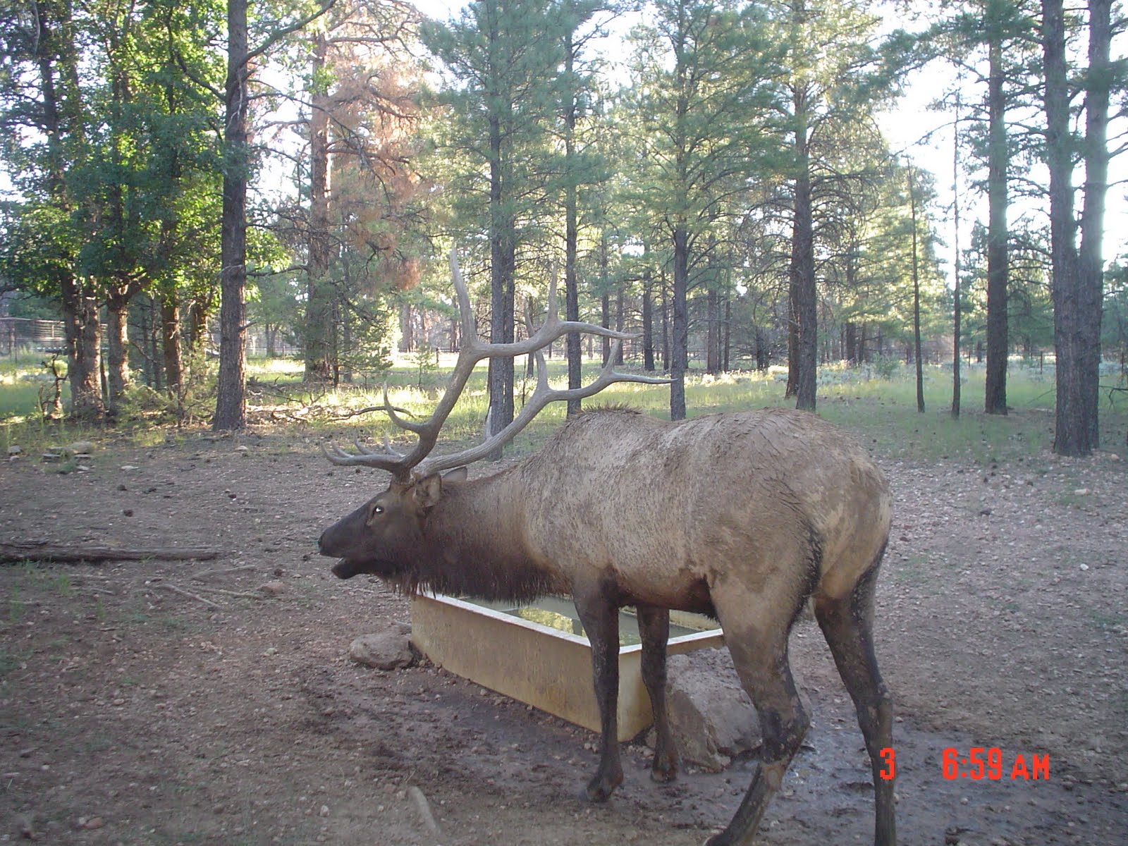 Jay Scott Outdoors Elk Trail Cam Pics