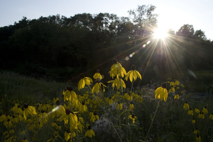 Sunbeam