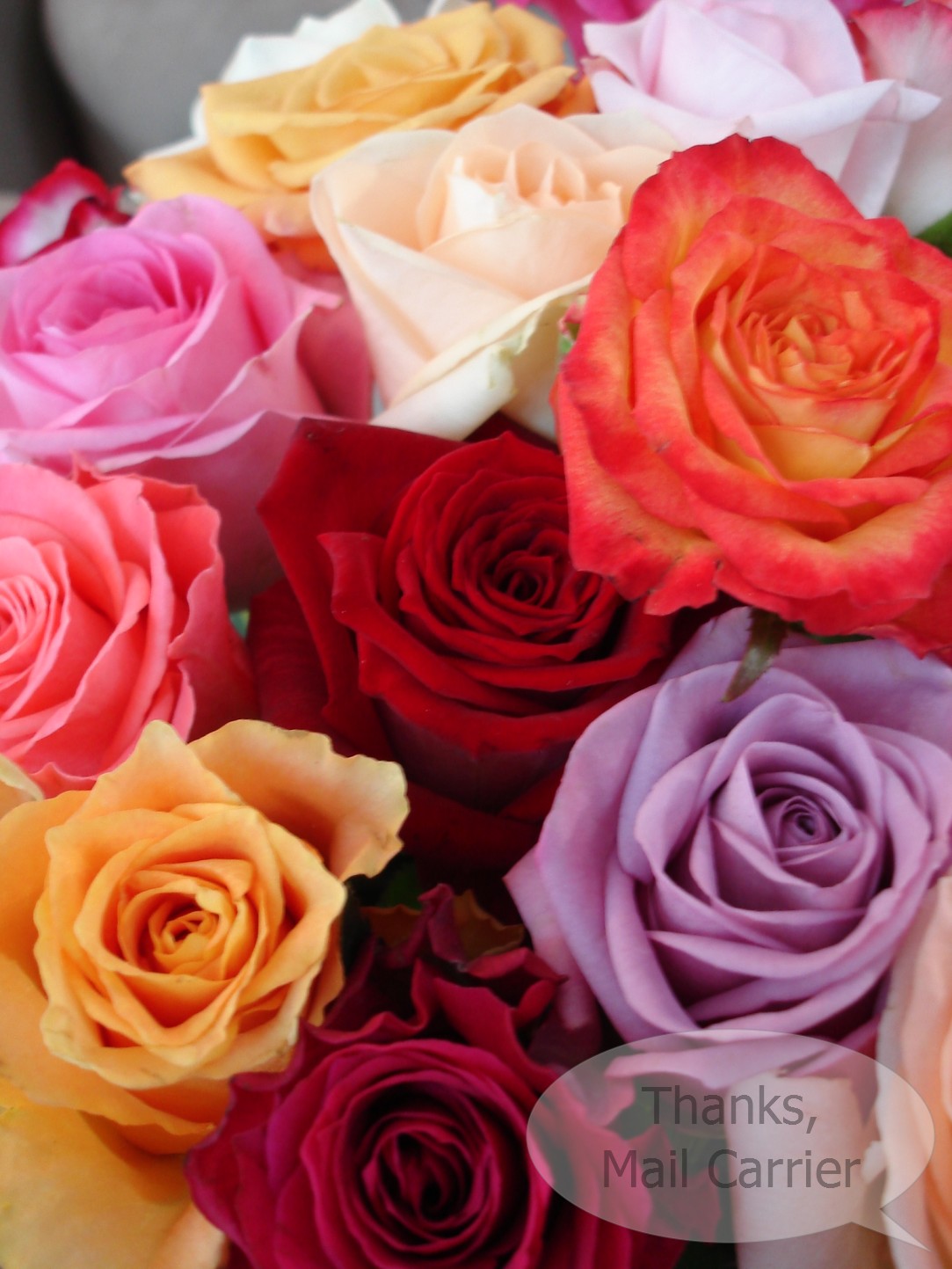 Thanks, Mail Carrier California Blooms {Review} The Freshest BoutiqueGrown Roses