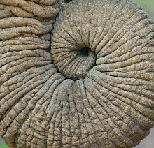 .elephant trunk.