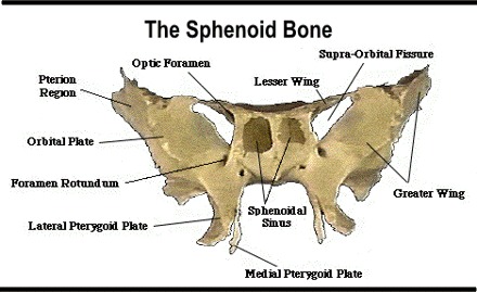 what is the sphenoid bone
