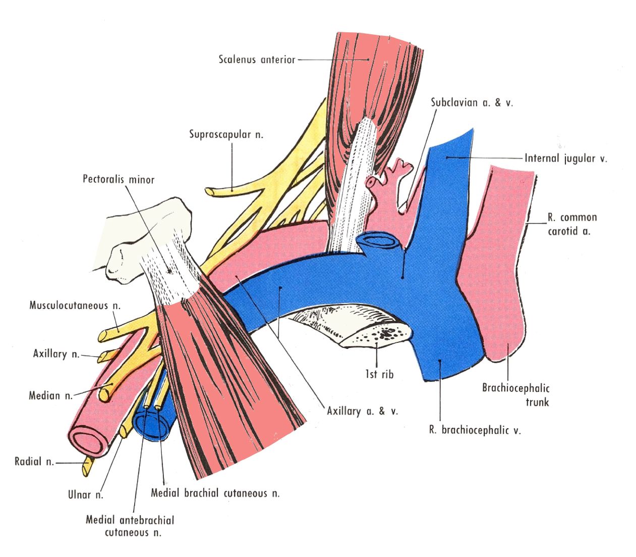 Supreme Intercostal Artery