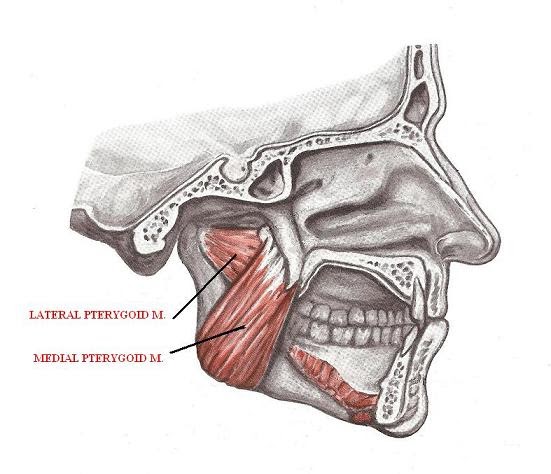 Doctors Gates: Action of lateral vs. medial Pterygoid muscle "mnemonic"