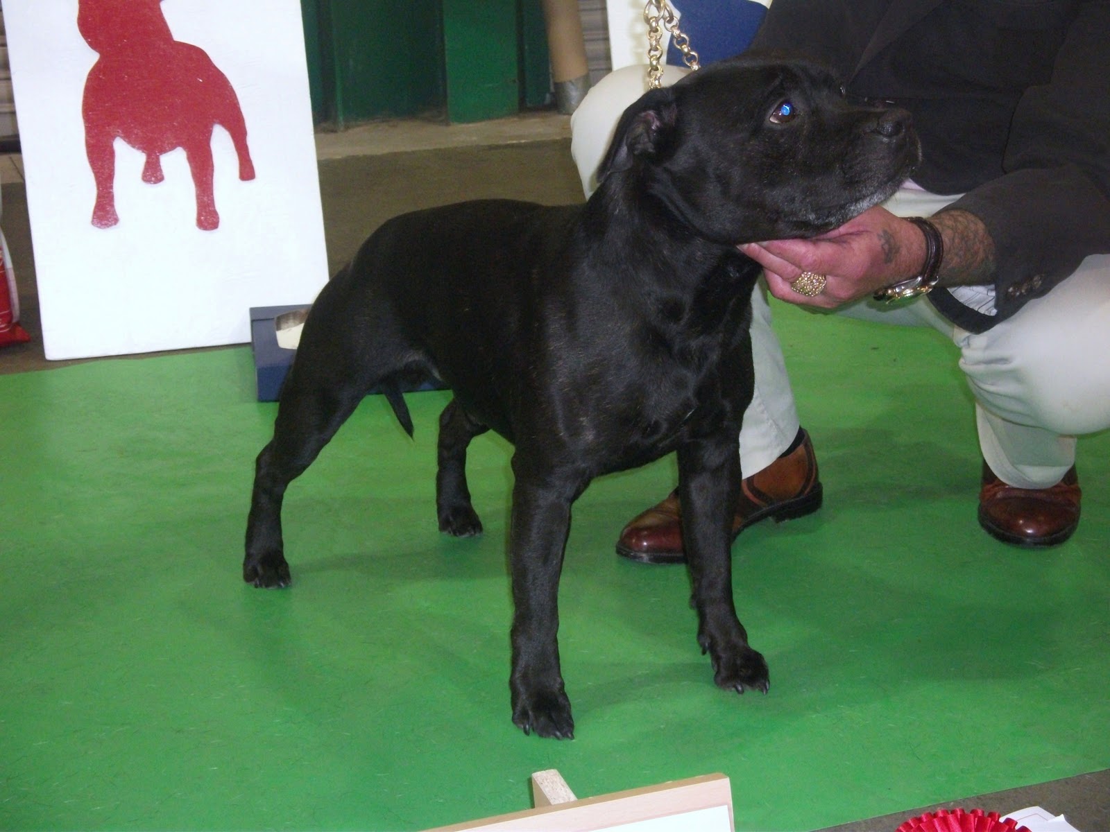 north east staffordshire bull terrier club