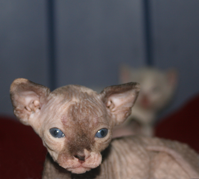 How Many Kittens In A Sphynx Litter at Tiffany Mccauley blog