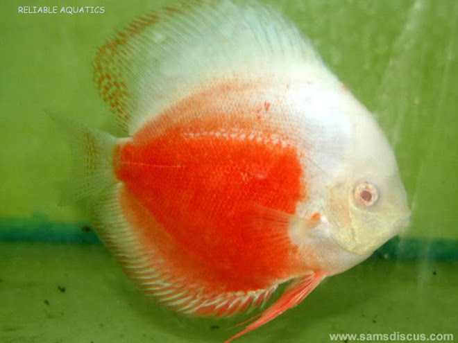 ALBINO RED AND WHITE