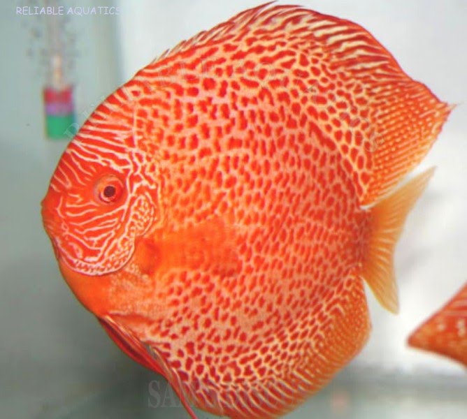 Leopard Snake Discus