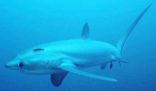 Knowledge of Animals: Shark