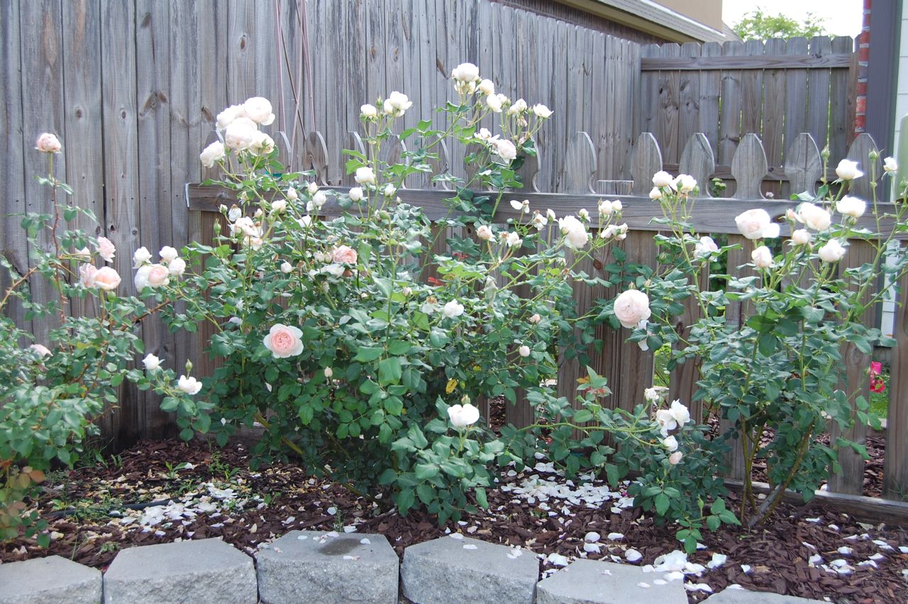 Jeannie's Fairy Rose Louisiana Garden Beautiful Heritage Roses