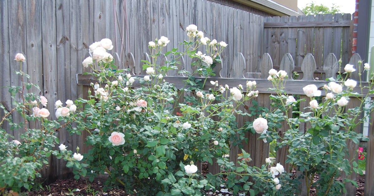 Jeannie's Fairy Rose Louisiana Garden Beautiful Heritage Roses