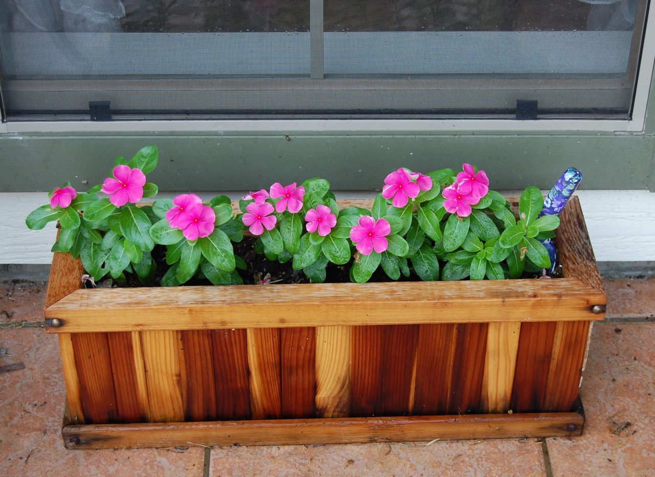 Jeannie's Fairy Rose Louisiana Garden: Pretty Flowers In Pots and Cute
