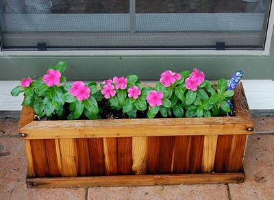 Jeannie's Fairy Rose Louisiana Garden: Pretty Flowers In Pots and Cute