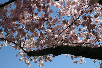Cerezo Cerezo