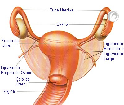 disfunção erétil tratamento caseiro