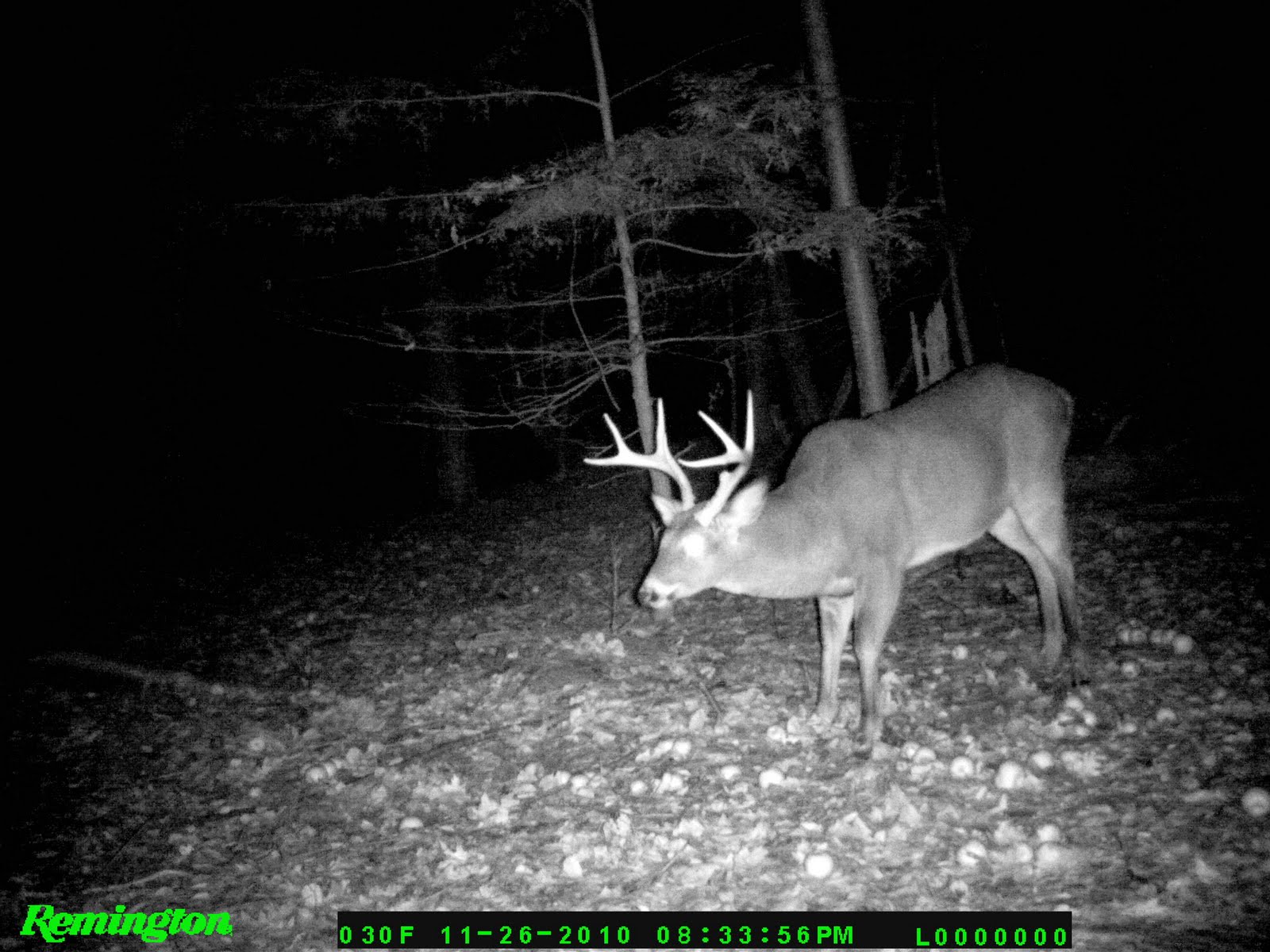 Massachusetts Deer Hunting NH Buck