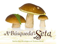 Mejores lugares para setas y castañas en Galicia