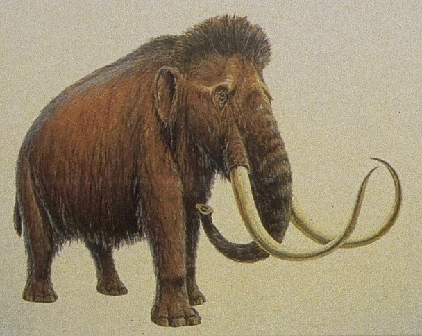 Scientists to Resurrect Long-Extinct Mammoth | SearchLight