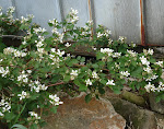 Blackberry Blossoms