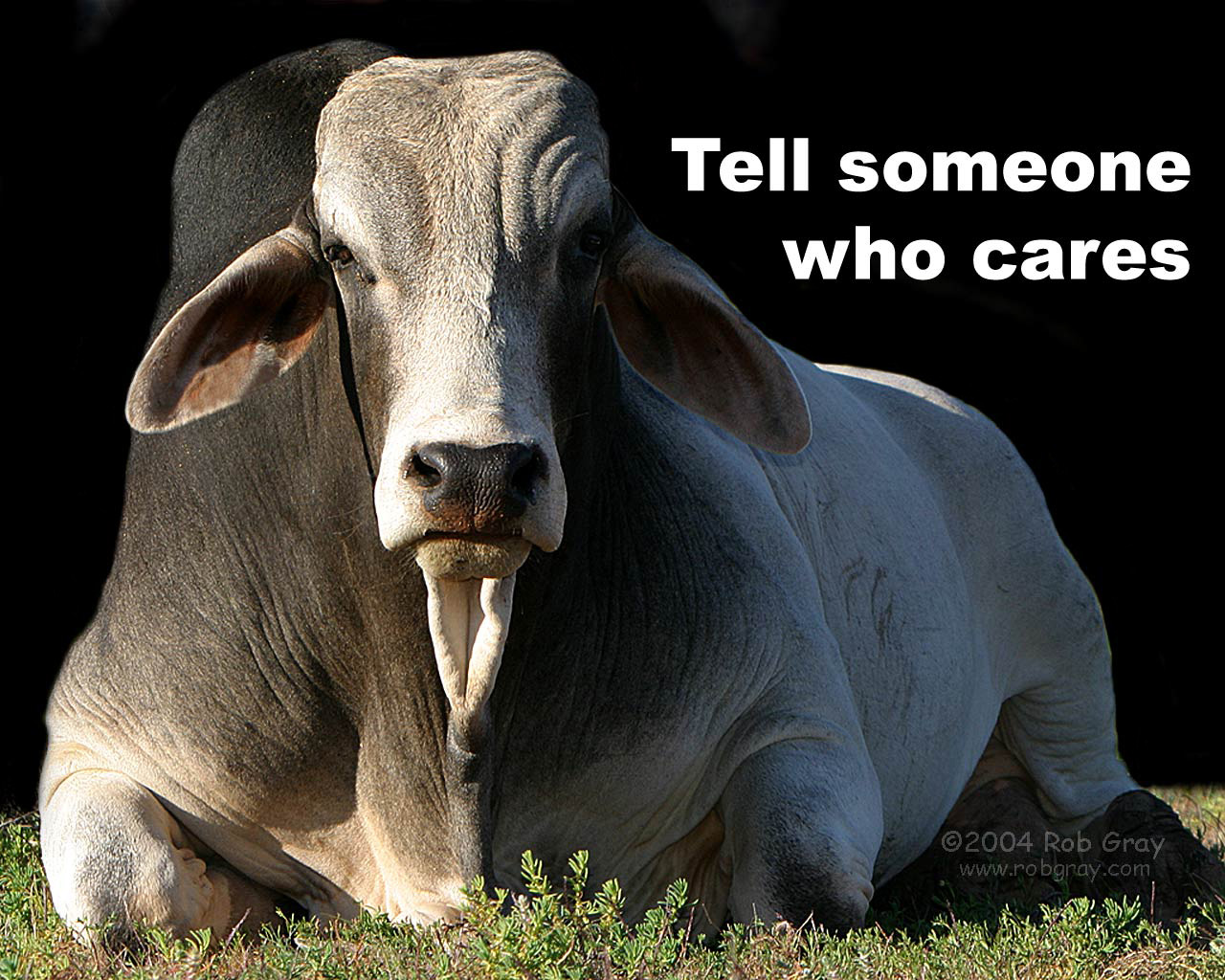 [Cow_Boring.jpg]