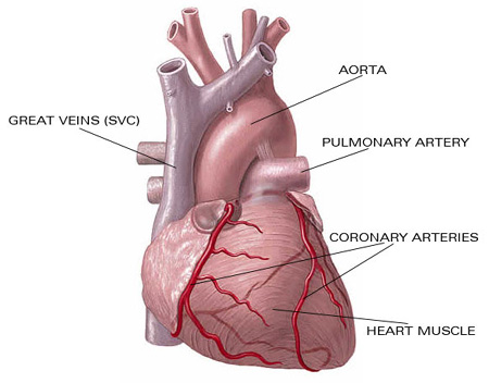 [jantung-anatomi.jpg]