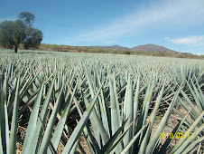 Agave Azul