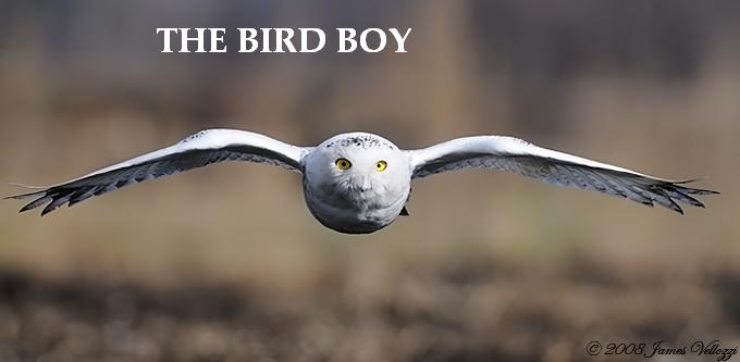 BirdBoy