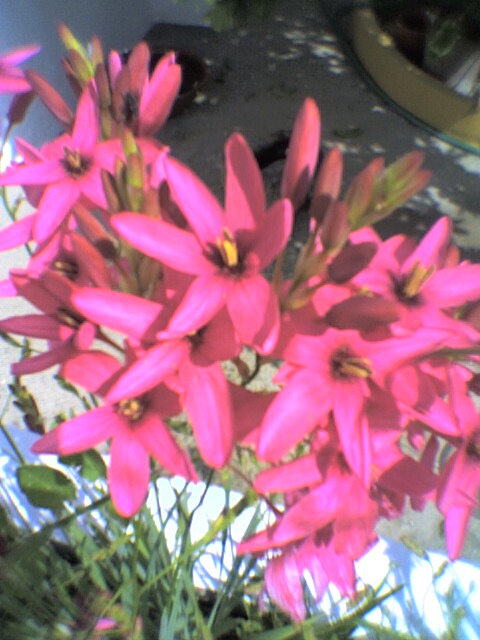 IMAGENS, flores cor-de-rosa