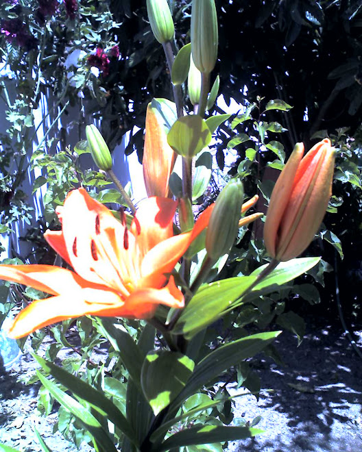 IMAGENS, flor cor de laranga