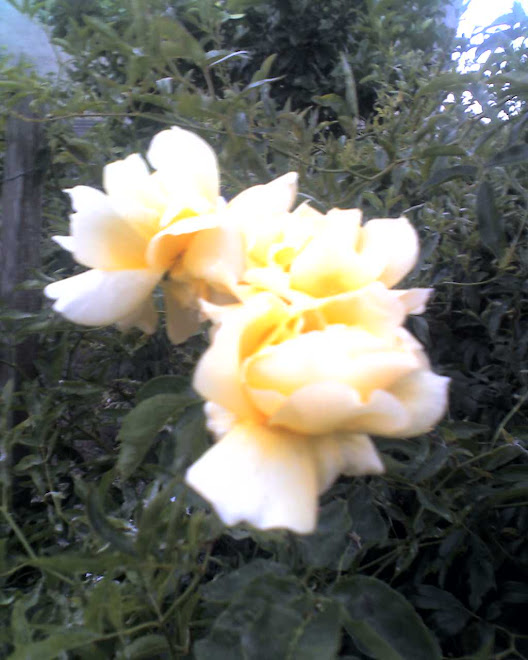 IMAGENS, rosas amarelas