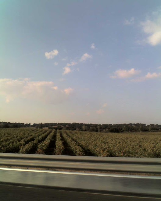 IMAGENS, campo com vinhas