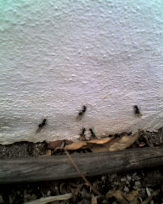 CLICK NA FOTO veja o video das formigas no youtube no telasdevideos