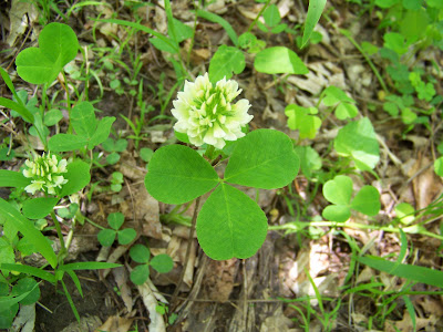 Clover Running Buffalo