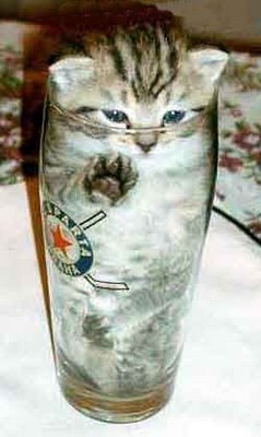 [kitten+in+a+glass.jpg]