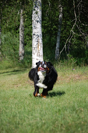 Luoksetulon vauhtia