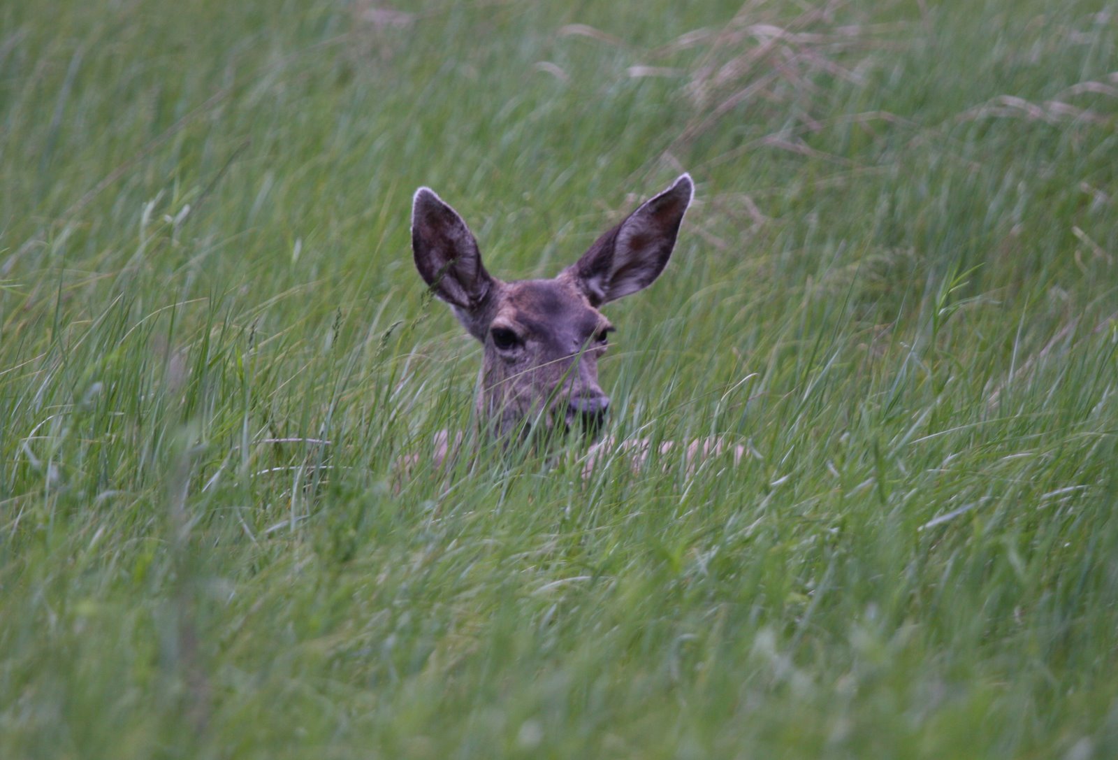 [Tahoe+(200+of+30).jpg]