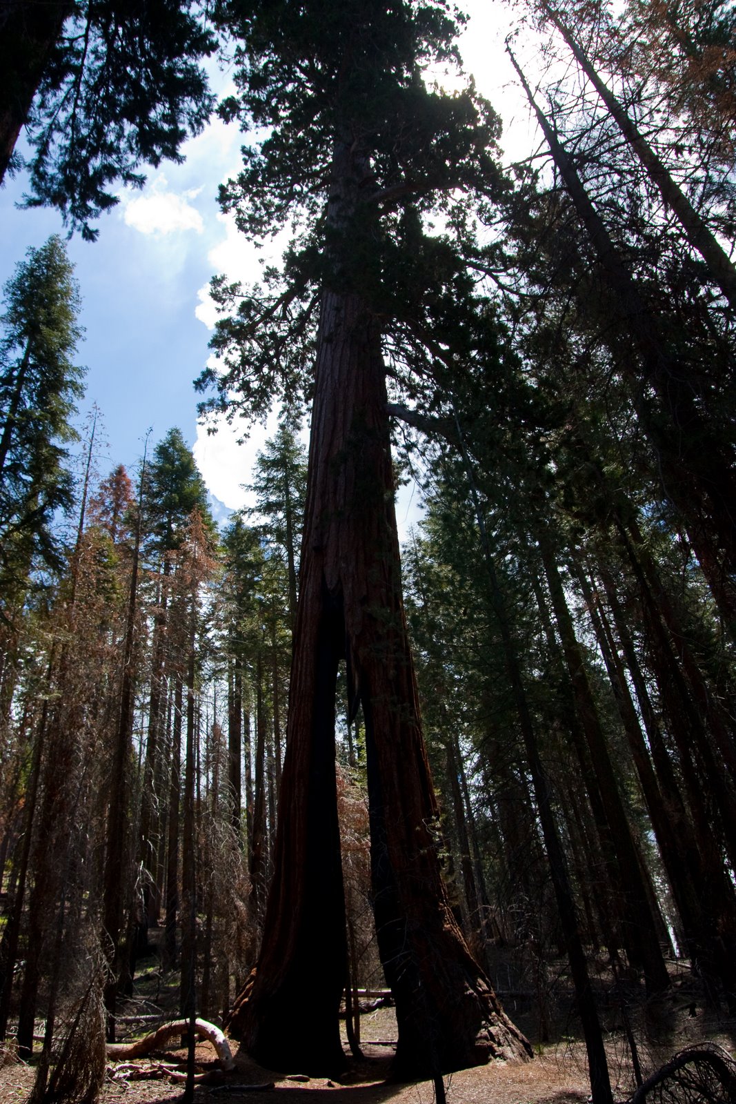 [Yosemite+(84+of+113).jpg]