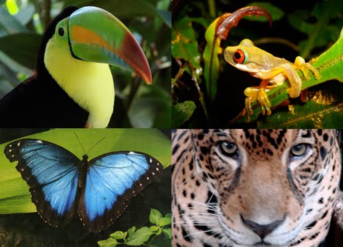غابة امازون Animals+in+the+Amazon+Rainforest