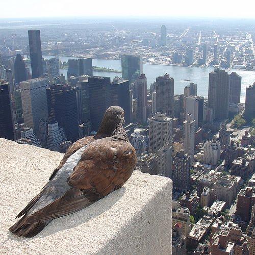 Zero One. Empire State Pigeon