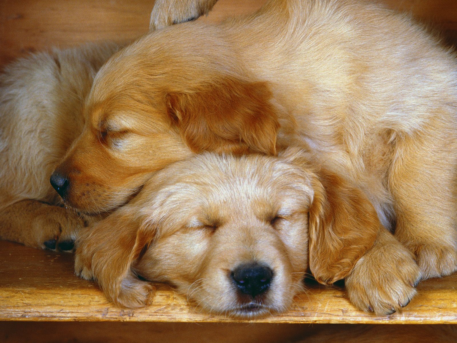 Sleepy+Puppys+Cute+Dogs+Background.jpg