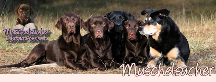 Muschelsucher Labradors- Unser A- Wurf