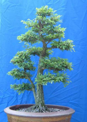 chinese little tree