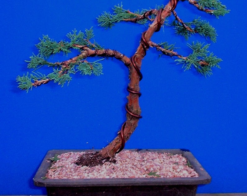 Bonsai Progression Chinese Juniper Blaauws 2