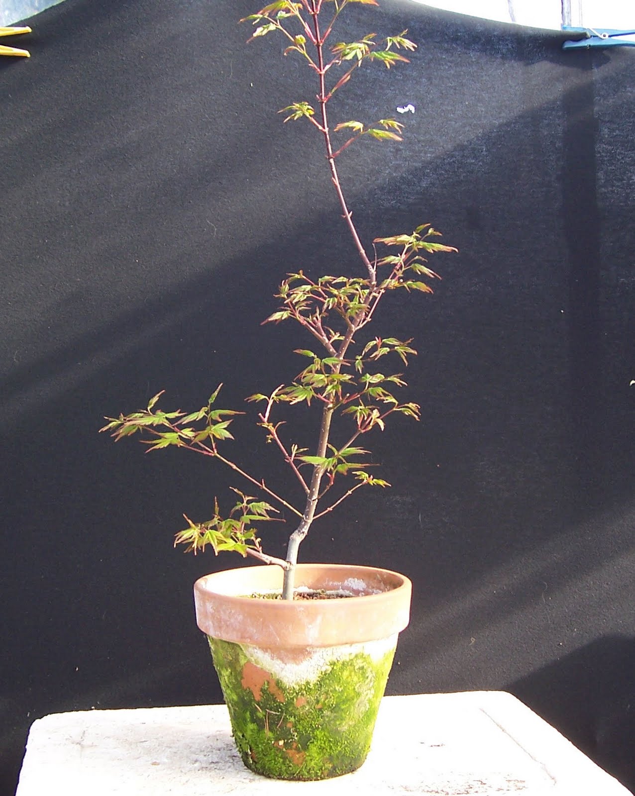 Growing Japanese Maple Trees From Cuttings