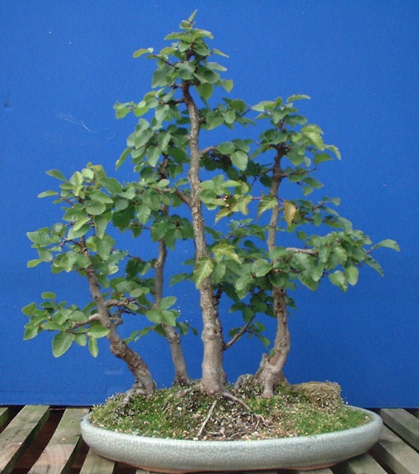 Bonsai Progression